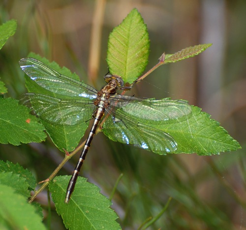 Female, teneral
2008_04_24_Floyd